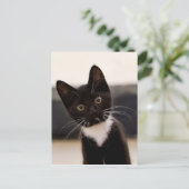 Cute Black en White Tuxedo Kitten Briefkaart (Staand voorkant)