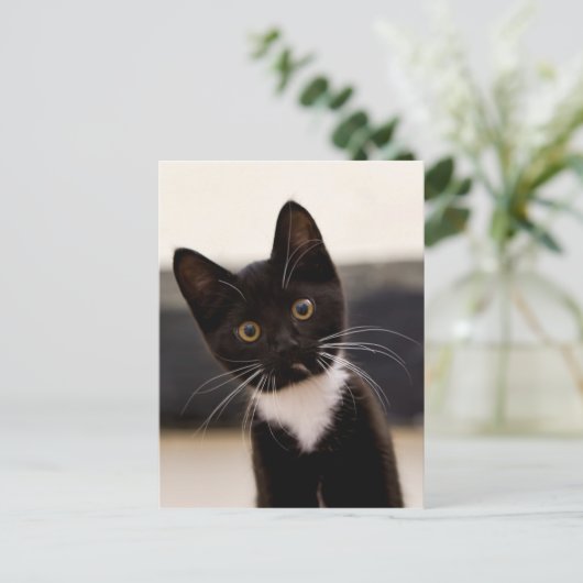 Cute Black en White Tuxedo Kitten Briefkaart (Staand voorkant)