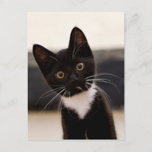 Cute Black en White Tuxedo Kitten Briefkaart