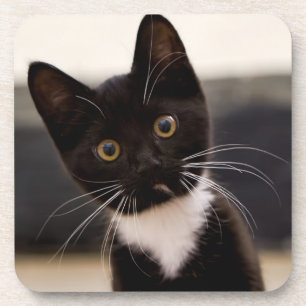 Cute Black en White Tuxedo Kitten Drankjes Onderzetter