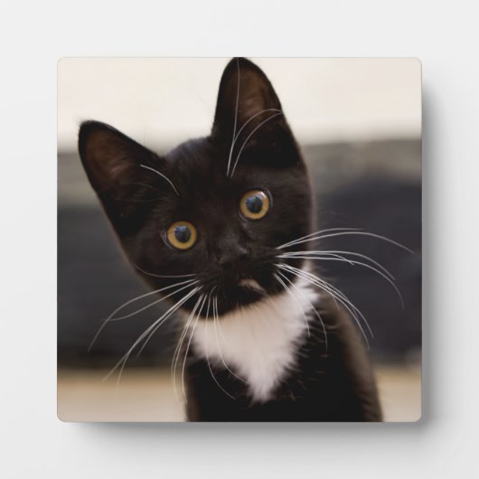 Cute Black en White Tuxedo Kitten Fotoplaat (Voorkant)