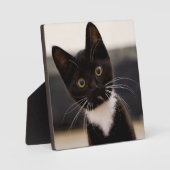 Cute Black en White Tuxedo Kitten Fotoplaat (Voorkant)