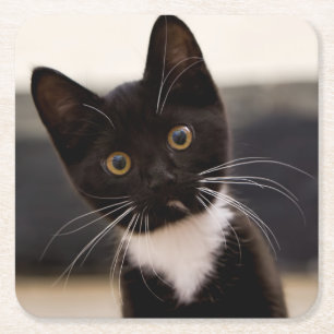 Cute Black en White Tuxedo Kitten Kartonnen Onderzetters