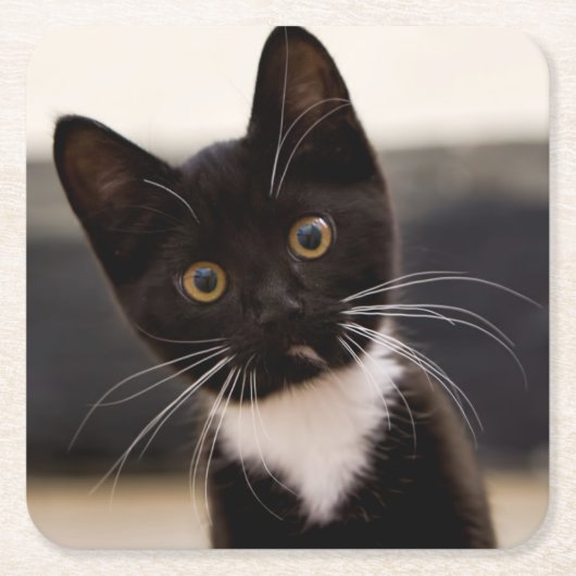 Cute Black en White Tuxedo Kitten Kartonnen Onderzetters (Voorkant)