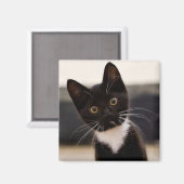 Cute Black en White Tuxedo Kitten Magneet (Voorkant / Achterkant)
