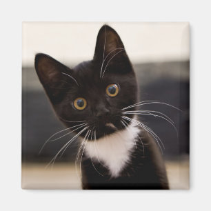Cute Black en White Tuxedo Kitten Magneet
