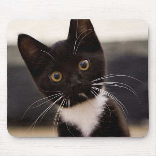 Cute Black en White Tuxedo Kitten Muismat (Voorkant)