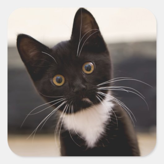 Cute Black en White Tuxedo Kitten Vierkante Sticker (Voorkant)