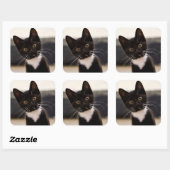 Cute Black en White Tuxedo Kitten Vierkante Sticker (Vel)