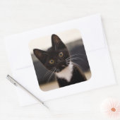 Cute Black en White Tuxedo Kitten Vierkante Sticker (Envelop)