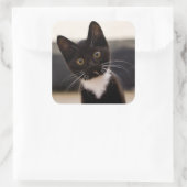 Cute Black en White Tuxedo Kitten Vierkante Sticker (Tas)