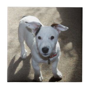 Cute Black en White van Jack Russell Puppy Tegeltje
