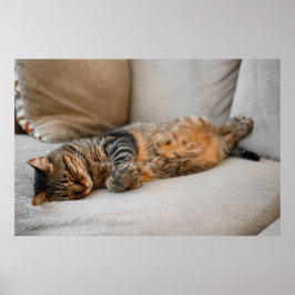 Cute Black Grey Oranje Cat Slaping Poster