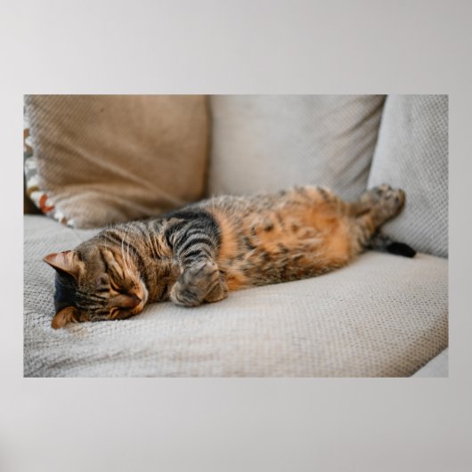 Cute Black Grey Oranje Cat Slaping Poster (Voorkant)