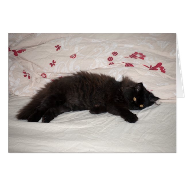Cute Black Kitten (Voorkant Horizontaal)
