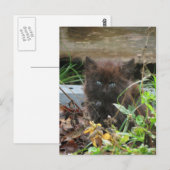 Cute black Kitten Briefkaart (Voorkant / Achterkant)