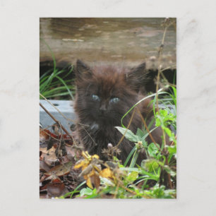 Cute black Kitten Briefkaart