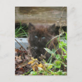 Cute black Kitten Briefkaart (Voorkant)