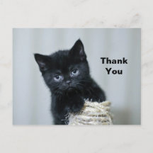 Cute Black Kitten Twine Foto Hartelijk dank
