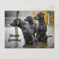Cute Black Lab Dock Birthday