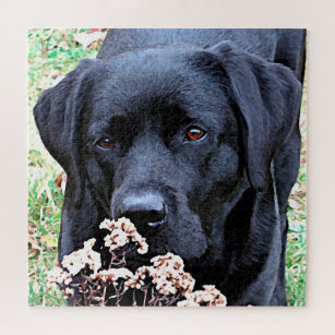 Cute Black Lab Dog Black Labrador Retriever Legpuzzel