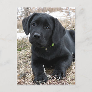 Cute Black Labrador Puppy - Happy Dog Black Lab Briefkaart
