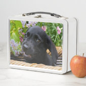 Cute Black Labrador Retriever Dog Puppy Pet Photo (In situ)