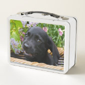 Cute Black Labrador Retriever Dog Puppy Pet Photo (Achterkant)