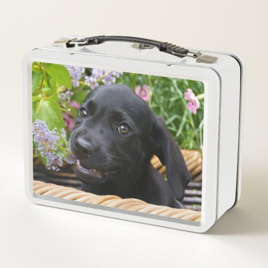 Cute Black Labrador Retriever Dog Puppy Pet Photo (Achterkant)