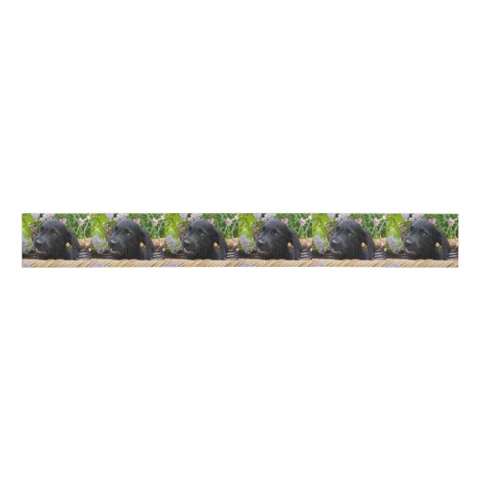 Cute Black Labrador Retriever Dog Puppy Pet Photo Grosgrain Lint (Voorkant)