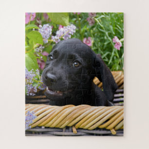 Cute Black Labrador Retriever Dog Puppy Pet Photo Legpuzzel
