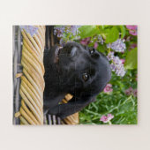 Cute Black Labrador Retriever Dog Puppy Pet Photo Legpuzzel (Horizontaal)