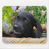 Cute Black Labrador Retriever Dog Puppy Pet Photo Muismat (Voorkant)