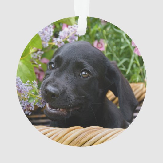 Cute Black Labrador Retriever Dog Puppy Pet Photo Ornament (achterkant)