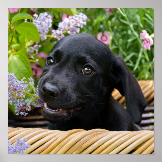 Cute Black Labrador Retriever Dog Puppy Pet Photo Poster (Voorkant)