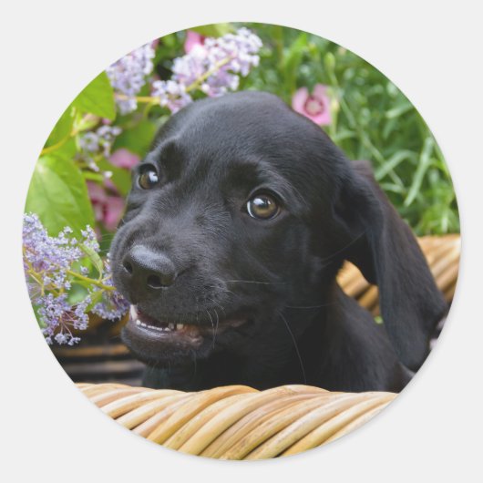 Cute Black Labrador Retriever Dog Puppy Pet Photo Ronde Sticker (Voorkant)