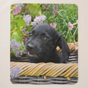 Cute Black Labrador Retriever Dog Puppy Photo - on Sherpa Deken