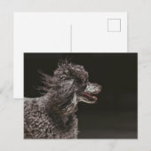 Cute Black Podle Dog Head Wind Briefkaart (Voorkant / Achterkant)