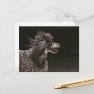 Cute Black Podle Dog Head Wind Briefkaart