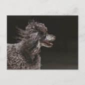 Cute Black Podle Dog Head Wind Briefkaart (Voorkant)