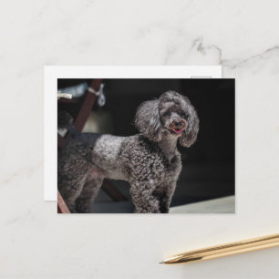 Cute Black Poodle Dog Head glimlachen Briefkaart