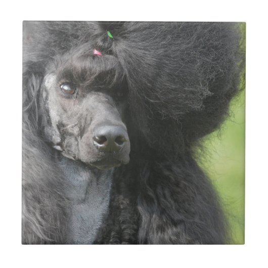 Cute Black Poodle Tegeltje (Voorkant)