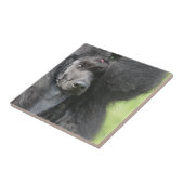 Cute Black Poodle Tegeltje (Zijkant)