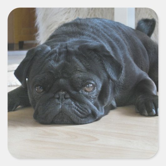 Cute Black Pug Puppy Photo Sticker (Voorkant)