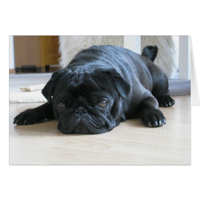 Cute Black Pug Sleeping (Voorkant Horizontaal)