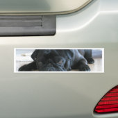 Cute Black Pug Sleeping Bumpersticker (Op auto)