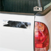 Cute Black Pug Sleeping Bumpersticker (Op Truck)