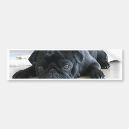 Cute Black Pug Sleeping Bumpersticker (Voorkant)