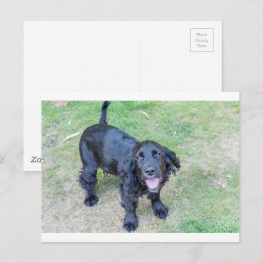 Cute Black Puppy Briefkaart (Voorkant / Achterkant)