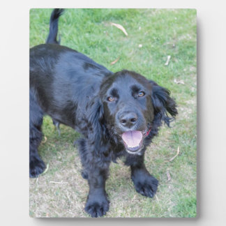 Cute Black Puppy Fotoplaat